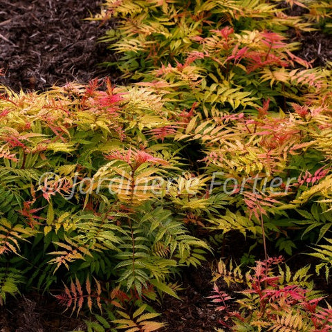 Sorbaria "Sem"