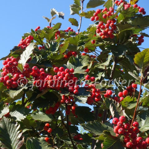Sorbier "Cardinal royal"