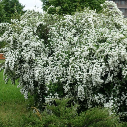 Spirée "Van Houtte"