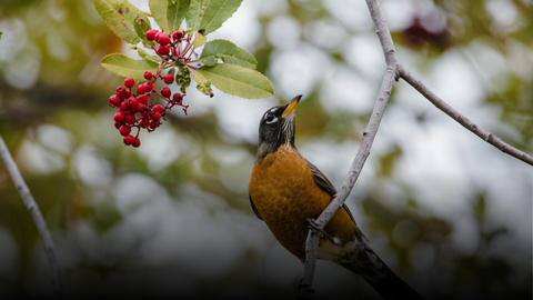 Attirer les oiseaux à la maison