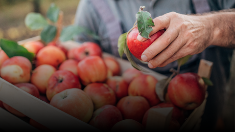 Arbres fruitiers d’exception!