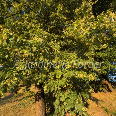 Tilleul "Cordata"