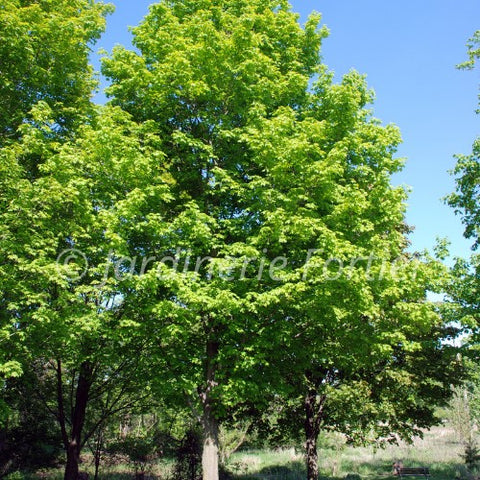Tilleul corinthien "Cordata Corzam"