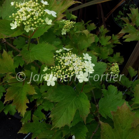 Viburnum Compactum
