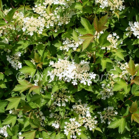 Viburnum Trilobum