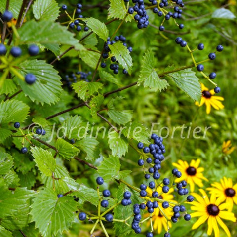 Viorne "Blue Muffin"