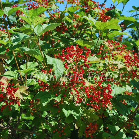 Viorne trilobée "Redwing"