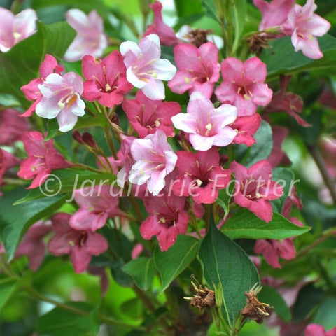 Weigela "Czechmark trilogy"