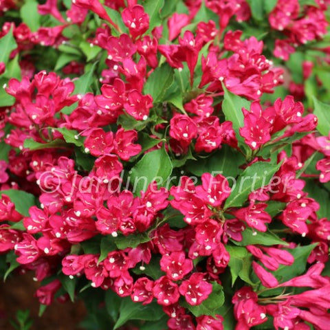 Weigela "Red Prince"