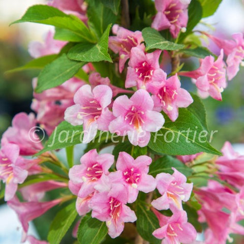 Weigela "Sonic bloom pure pink"