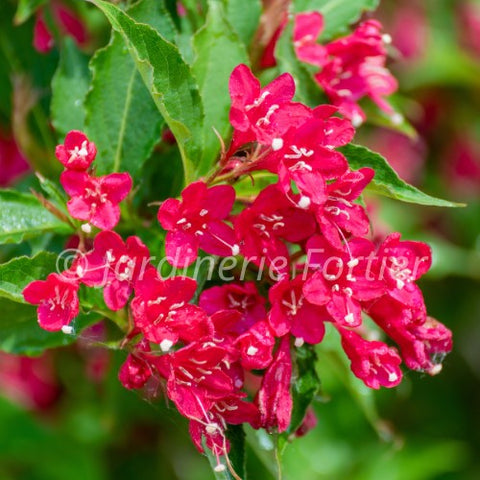 Weigela "Sonic bloom red"