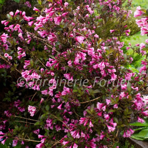 Weigela "Wine & Roses"