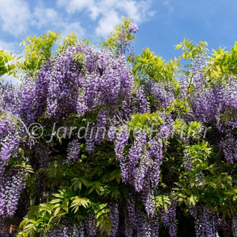 Wisteria "Blue Moon"