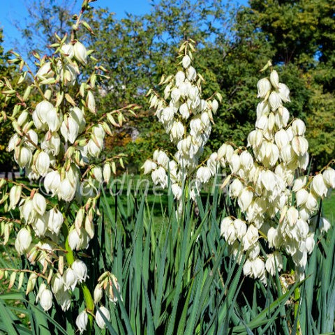 Yucca "Filamentosa"