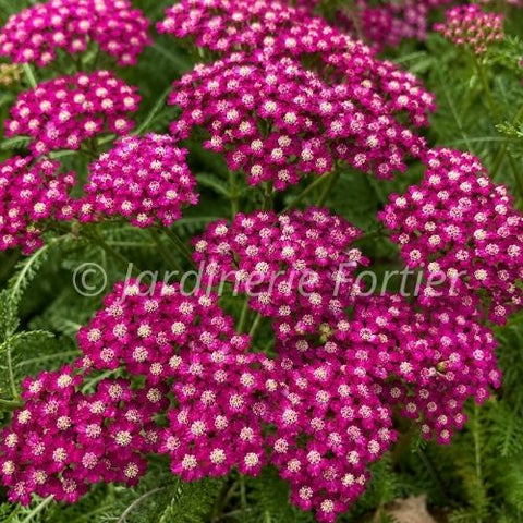 Achillée "New Vintage Violet"