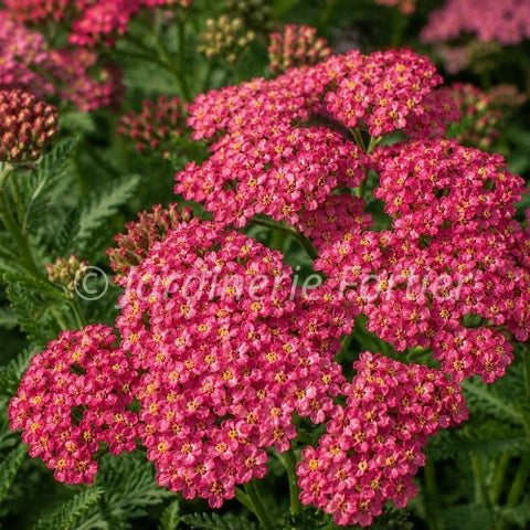 Achillée "Sassy Summer Taffy"