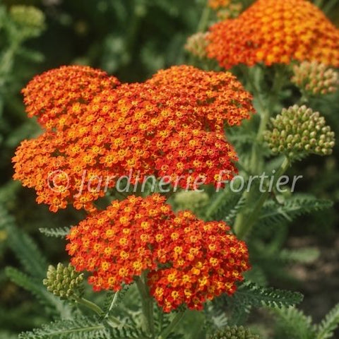 Achillée "Sassy Summer Sunset"