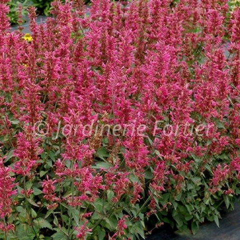 Agastache "Morello"