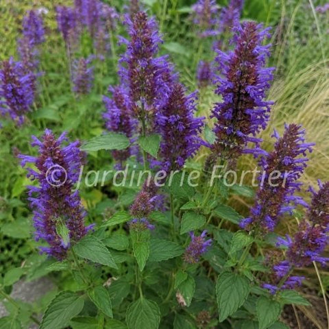 Agastache "Honeysticks Purple"