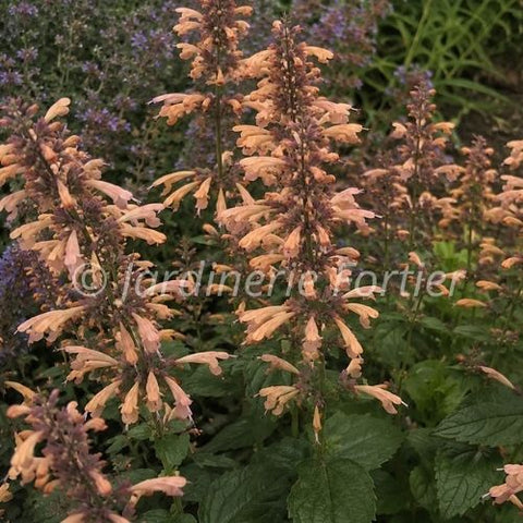 Agastache Honeysticks "Sandstone"