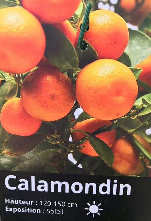 Plant Agrume Calamondin
