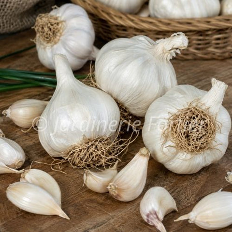 Bulbe "Ail German white"