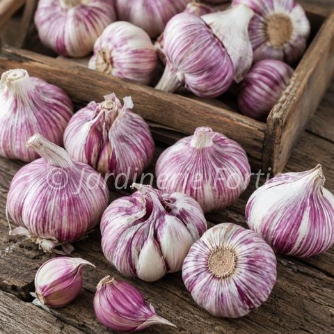 Bulbe "Ail purple Glazer"