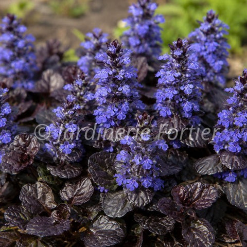 Ajuga reptans "Black Scallop"