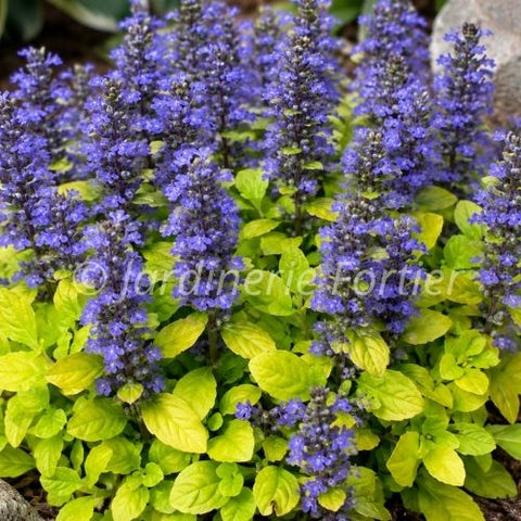 Ajuga Feathered "Friends Cordial Canary"