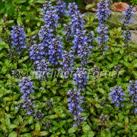 Ajuga "Chocolat Chips"