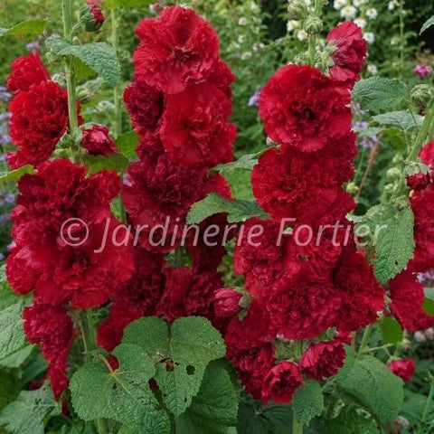 Alcea Rosea "Chater's Double Red"