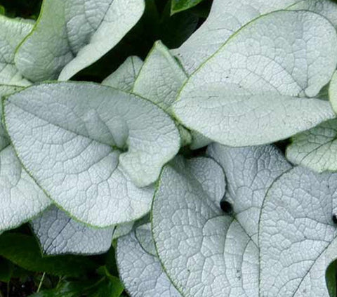 Brunnera "Alexandria"
