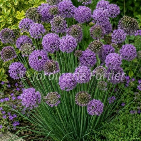Allium "Medusa"