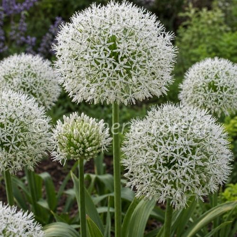 Bulbe d'Allium "White Giant"