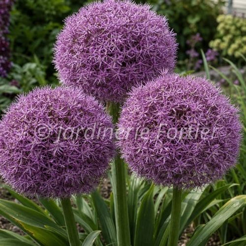 Bulbe de "Allium Party Balloons"