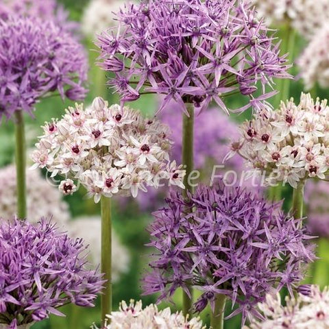 Bulbe "Allium Galazy Gazing"