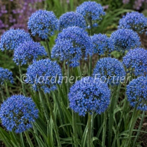 Bulbe de "Allium Azureum"