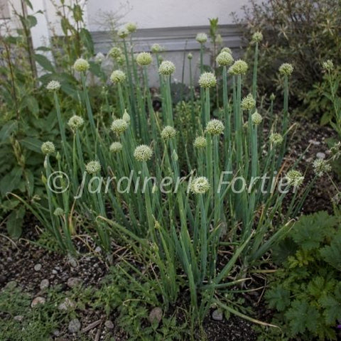 Allium "Altaicum ail de Mongolie"