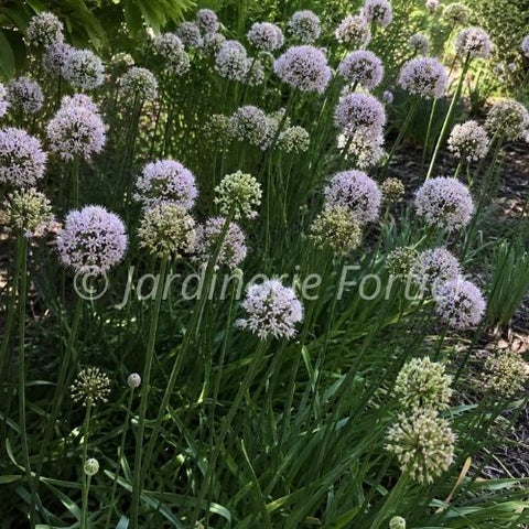 Allium "Bobblehead"