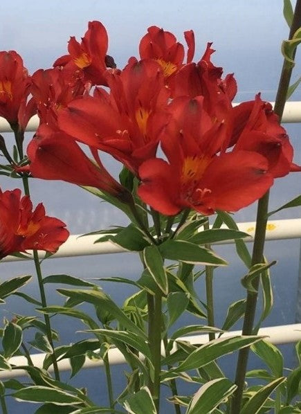 Alstroemeria "Jump & Jive"