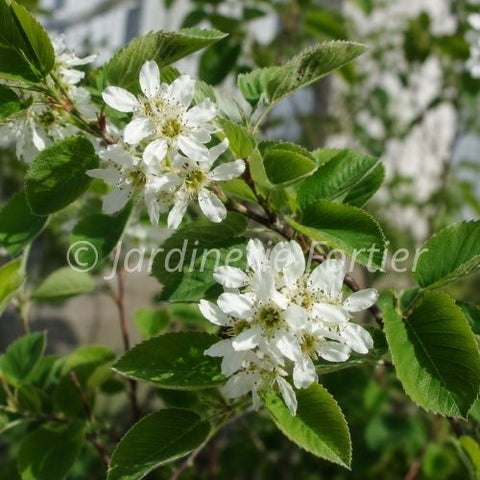 Amelanchier "Thiessen"