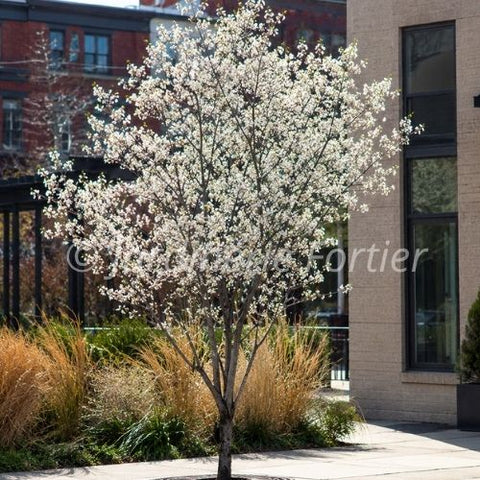 Amelanchier "Autumn Brilliance"