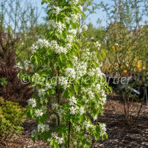 Amelanchier "Standing ovation"