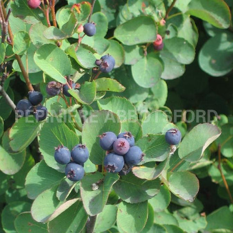 Amelanchier "Thiessen"