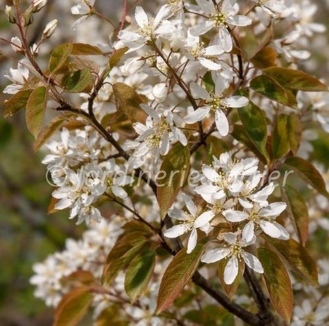 Amelanchier "Autumn Brillance"