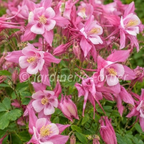 Aquilegia "Kirigami rose and pink"