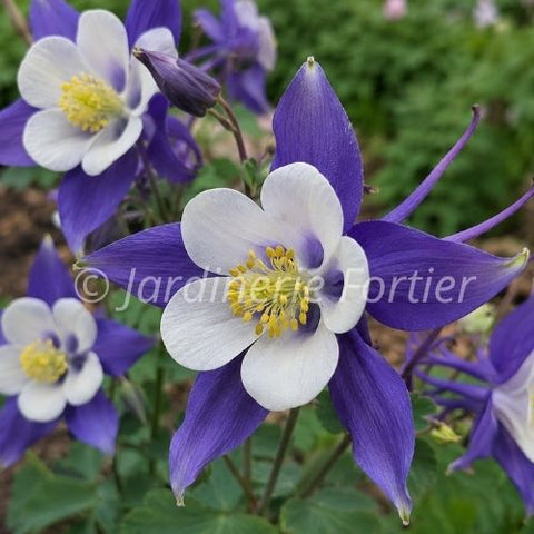 Aquilegia "Kirigami Deep blue and white"