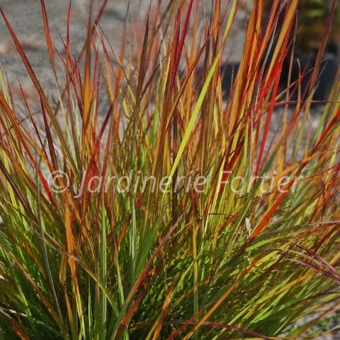 Andropogon "Dancing wind"