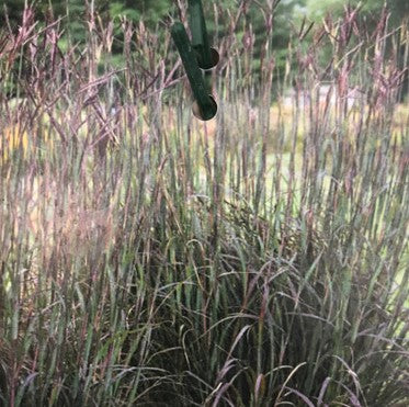 Andropogon "Blackhawks"