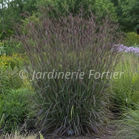 Andropogon "Blackhawks"